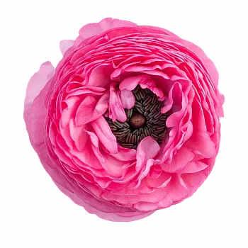 										Ранункулюс (Ran) El Hot Pink 44 Cm									