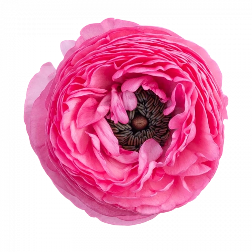 Ранункулюс (Ran) El Hot Pink 44 Cm