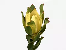 										Леукадендрон (Leucad) Mountain Rose 60 Cm									