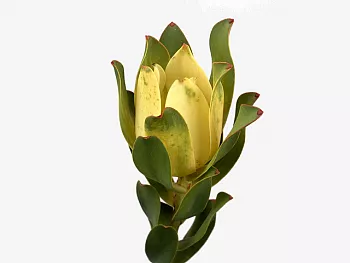 										Леукадендрон (Leucad) Mountain Rose 60 Cm									