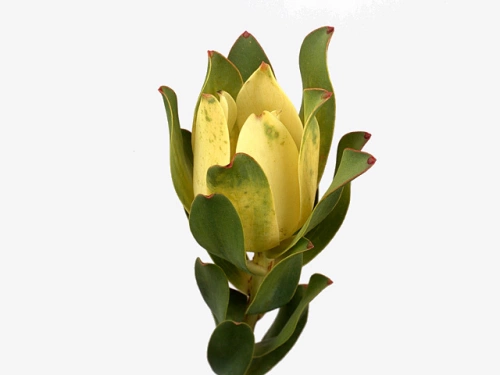 Леукадендрон (Leucad) Mountain Rose 60 Cm Леукадендрон (Leucad) Mountain Rose 60 Cm