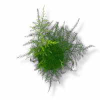										Аспарагус (Asparagus) Setaceus 85 Cm									