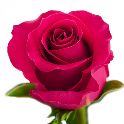 Роза одног (Rosa) GOTCHA 60 Cm Роза одног (Rosa) GOTCHA 60 Cm