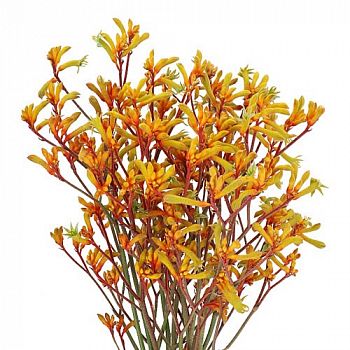 										Анигозантус (Anigoz) Gold Fever 80 Cm									