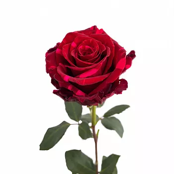 										Роза одног (Rosa) RED PANTHER 50 Cm									