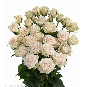 										Роза куст (R) Tr Royal Porcelina 60 Cm									