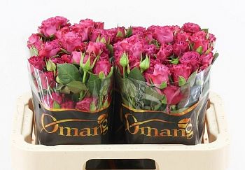 										Роза куст (R) Tr Purple Queen 80 Cm									