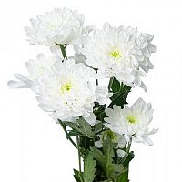 										Хриза куст (Chr) T Altaj 70 Cm									