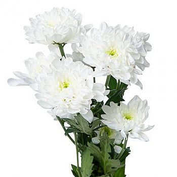 										Хриза куст (Chr) T Altaj 70 Cm									