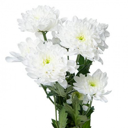 Хриза куст (Chr) T Altaj 70 Cm Хриза куст (Chr) T Altaj 70 Cm