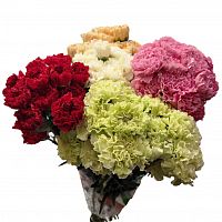 										Гвоздика одног (Di) CARN Mix 70 Cm									