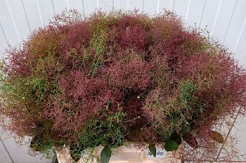 										Котинус (Coti) C Mag Red Fount 60 Cm									