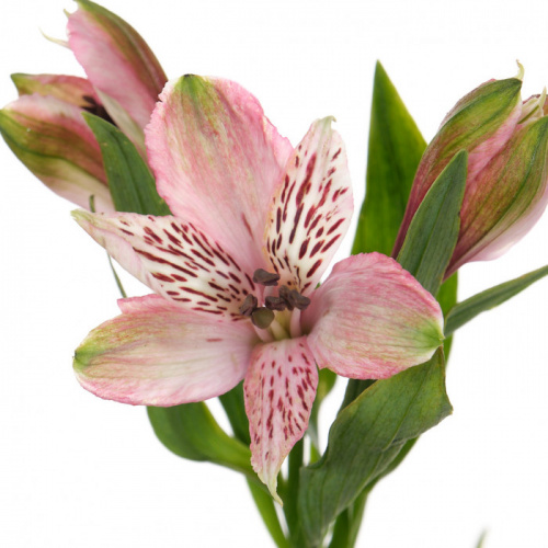 Альстромерия (ALSTRO) PINK 70 Cm Альстромерия (ALSTRO) PINK 70 Cm
