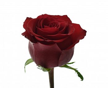 										Роза одног (Rosa) EVER RED 60 Cm									