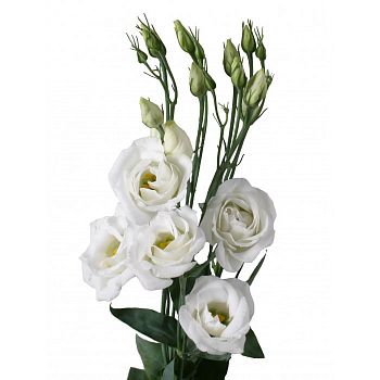 										Эустома (Eus) G Rosi White 70 Cm									