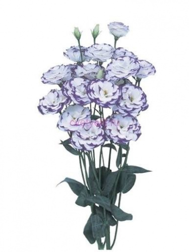 Эустома (Eus) G Blue Picoti 70 Cm (Краснодар)