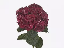 										Гортензия (Hydr) M Mag Rubyred 80 Cm									