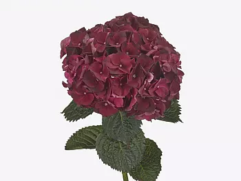 										Гортензия (Hydr) M Mag Rubyred 80 Cm									