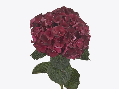 Гортензия (Hydr) M Mag Rubyred 80 Cm Гортензия (Hydr) M Mag Rubyred 80 Cm