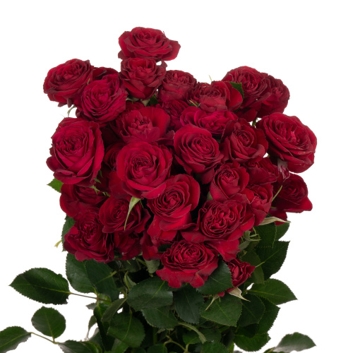 Роза куст (R) Tr Red Trendsetter 60 Cm Роза куст (R) Tr Red Trendsetter 60 Cm