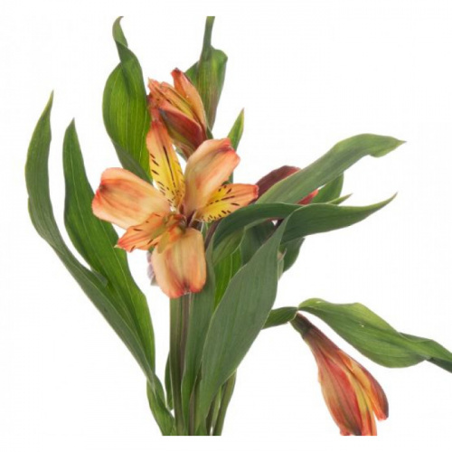 Альстромерия (ALSTRO) Orange 70 Cm