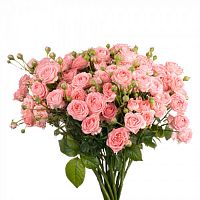 										Роза куст (R) Tr Femke 50 Cm									