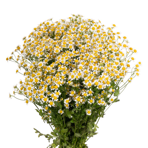 Танацетум (Tana) Pa Single Vegmo 65 Cm