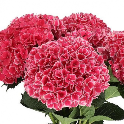 Гортензия (Hydr) M Mag Ruby Glow 80 Cm Гортензия (Hydr) M Mag Ruby Glow 80 Cm