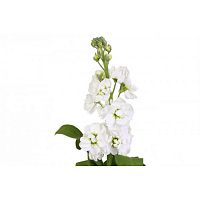 										Маттиола (Matth) Stox White 62 Cm									