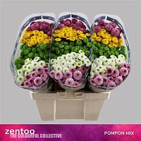 										Хриза сан (Chr) S Gem 55 Cm									