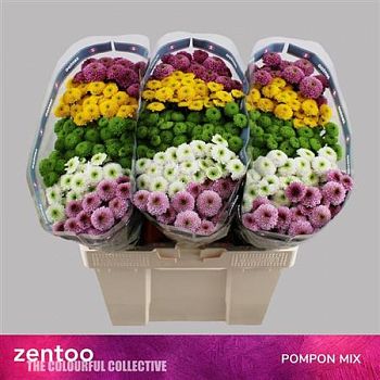 										Хриза сан (Chr) S Gem 55 Cm									