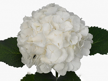 										Гортензия (Hydr) M Ch Whi Verena 60 Cm									