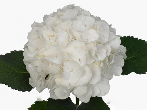 Гортензия (Hydr) M Ch Whi Verena 60 Cm Гортензия (Hydr) M Ch Whi Verena 60 Cm