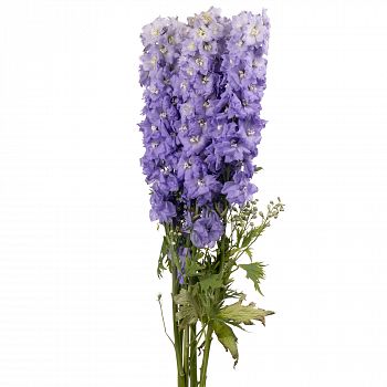 										Дельфиниум (Delph) Du Dewi Impres 90 Cm									