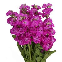 										Маттиола (Matth) Stox Deep Rose 60 Cm									