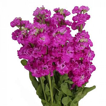 										Маттиола (Matth) Stox Deep Rose 60 Cm									