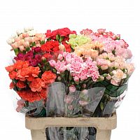 										Гвоздика Куст (Di) CARN MIX 70 Cm Китай									