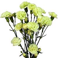 										Гвоздика куст (Di) MINI CARN GREEN 70 Cm									