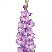 										Гладиолус (Glad) Gr Milka 120 Cm									
