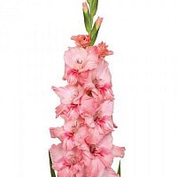 										Гладиолус (Glad) Gr Adrenalin 120 Cm									