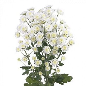 										Хриза куст (Chr) T Stallion 70 Cm									