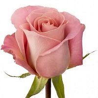 										Роза одног (Rosa) HERMOSA 50 Cm									