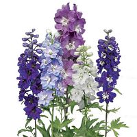 										Дельфиниум (Delph) Du Gem Fust 80 Cm									