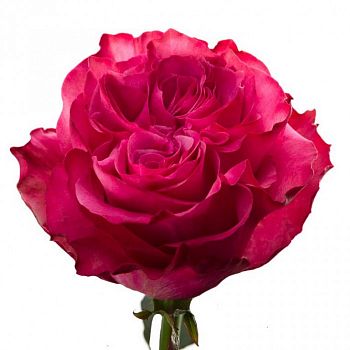 										Роза одног (Rosa) COUNTRY BLUES 50 Cm									