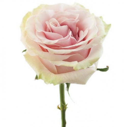 Роза одног (Rosa) PINK MONDIAL 50 Cm