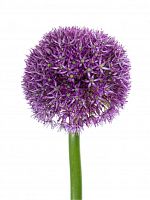 										Аллиум (Allium) Ambassador 90 Cm									
