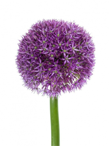 Аллиум (Allium) Ambassador 90 Cm Аллиум (Allium) Ambassador 90 Cm