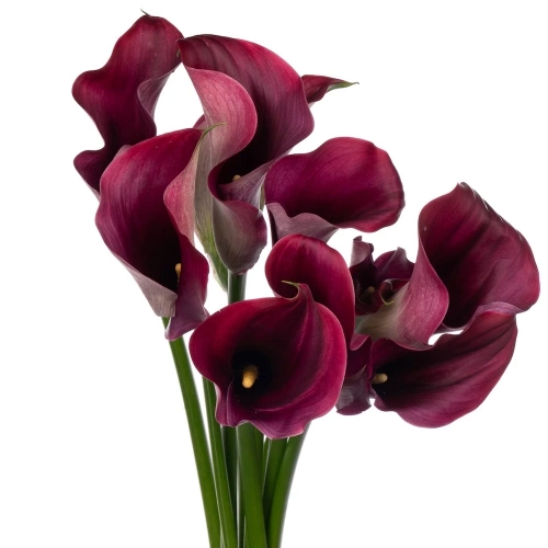 Калла (Zant) Bordeaux Art 50 Cm Калла (Zant) Bordeaux Art 50 Cm