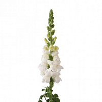 										Антириниум (Antir) Poto Ivory Wh 75 Cm									