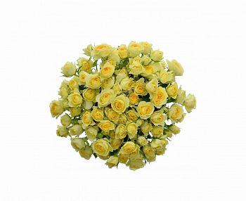 										Роза куст (R) Tr Bandolero 50 Cm									